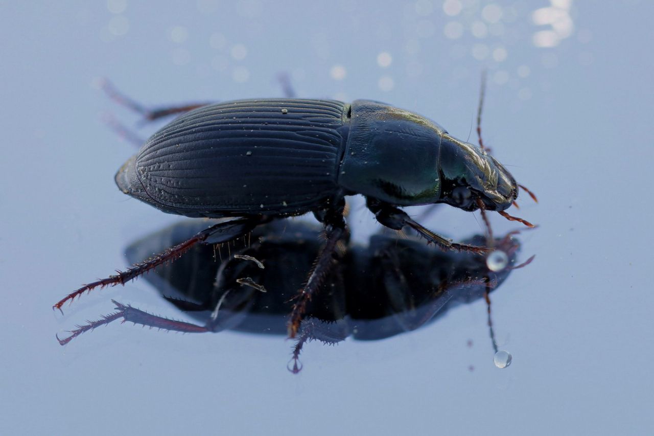 Helops  sp. (Tenebrionidae) ? no, Harpalus dimidiatus (Carabidae)